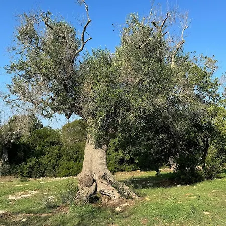 Casa Pavone *